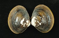 藏品(臺灣蜆)的圖片